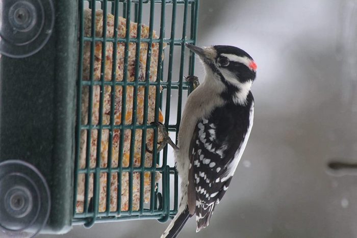 window suet feeder
