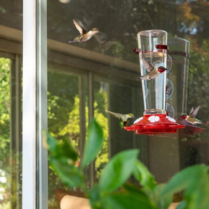 window hummingbird feeder