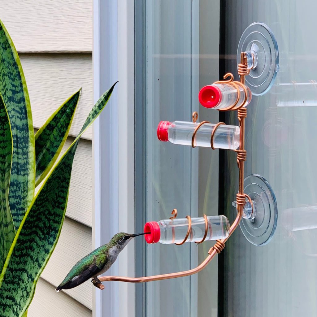 window hummingbird feeder