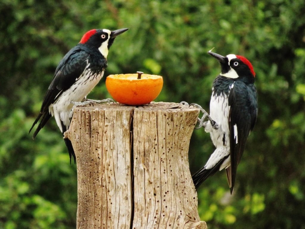 acorn woodpecker