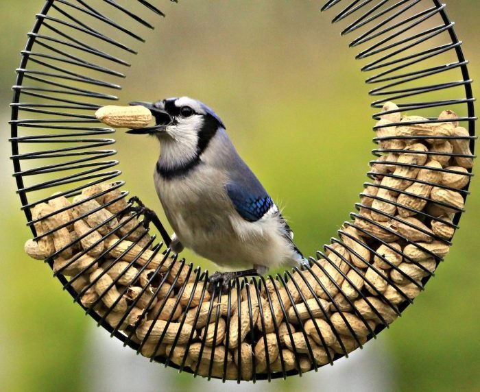 blue jay eating peanuts