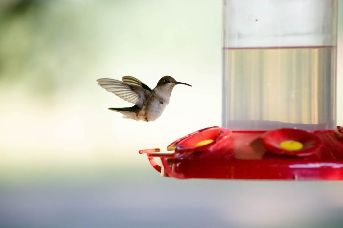 hummingbird feeder