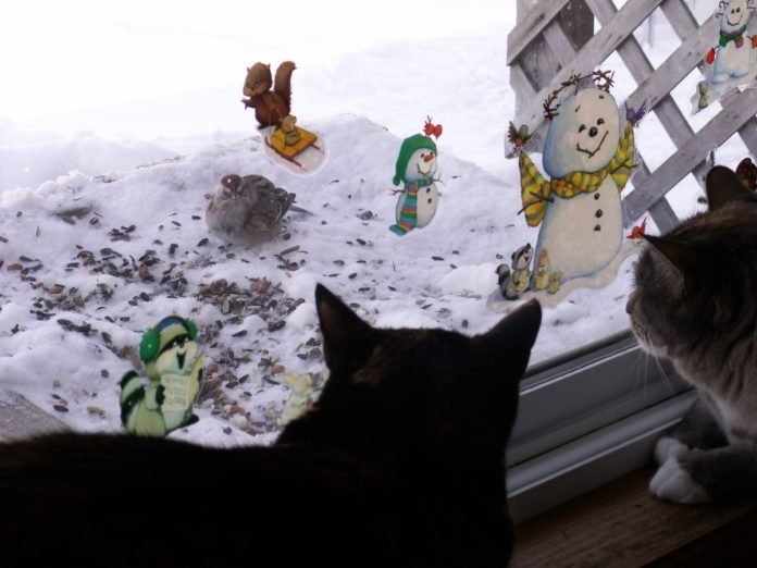 how to keep cats from killing birds, indoor cats watching birds