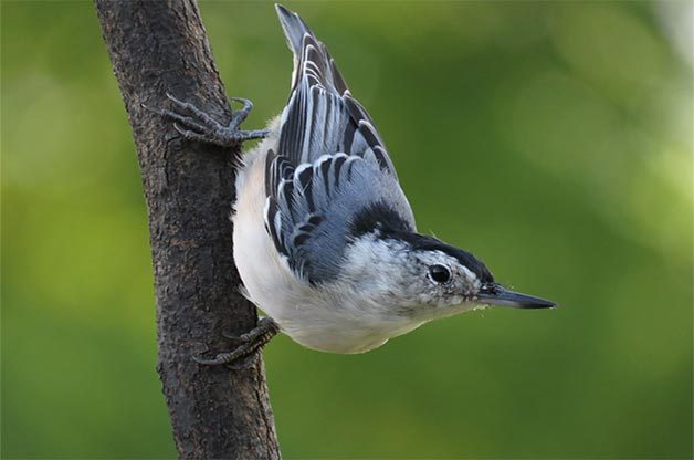 White-breasted nuthatch on branch.