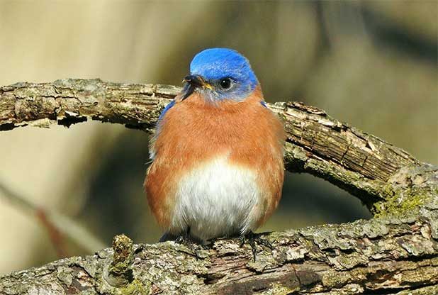Eastern bluebird sits on a branch