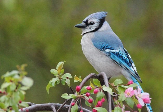 spring blue jay sitting in crabapple tree