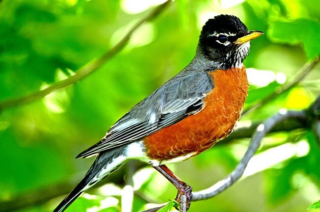 male American robin sitting in tree