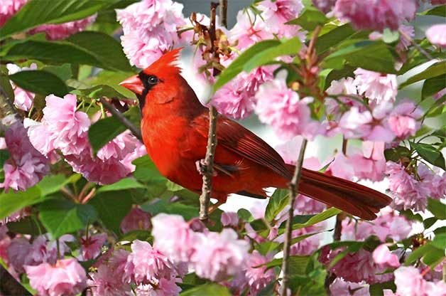 Northern cardinal in spring