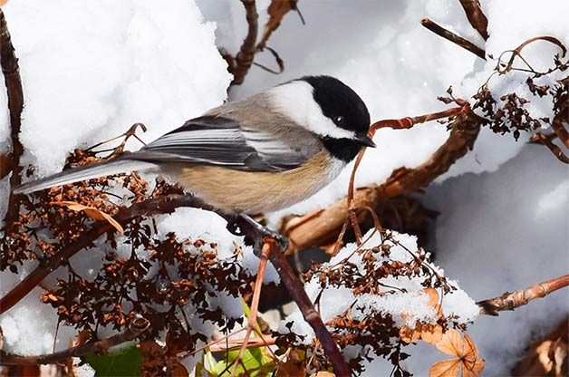 Black-capped chickadee in the snow