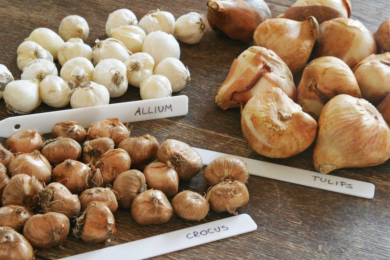 bulbs sorted by type sitting next to their labels on a wood table