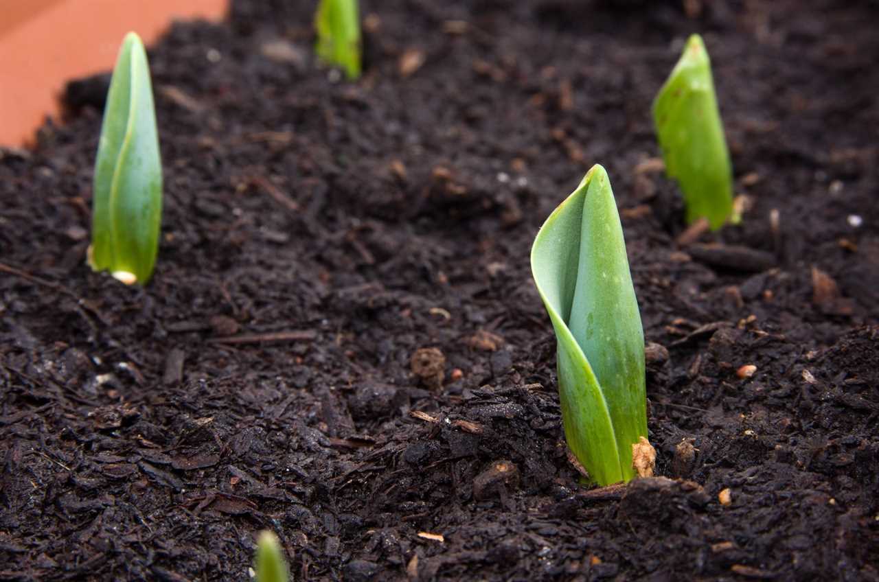 Close-Up Of Crocus bulbs Growing out of soil