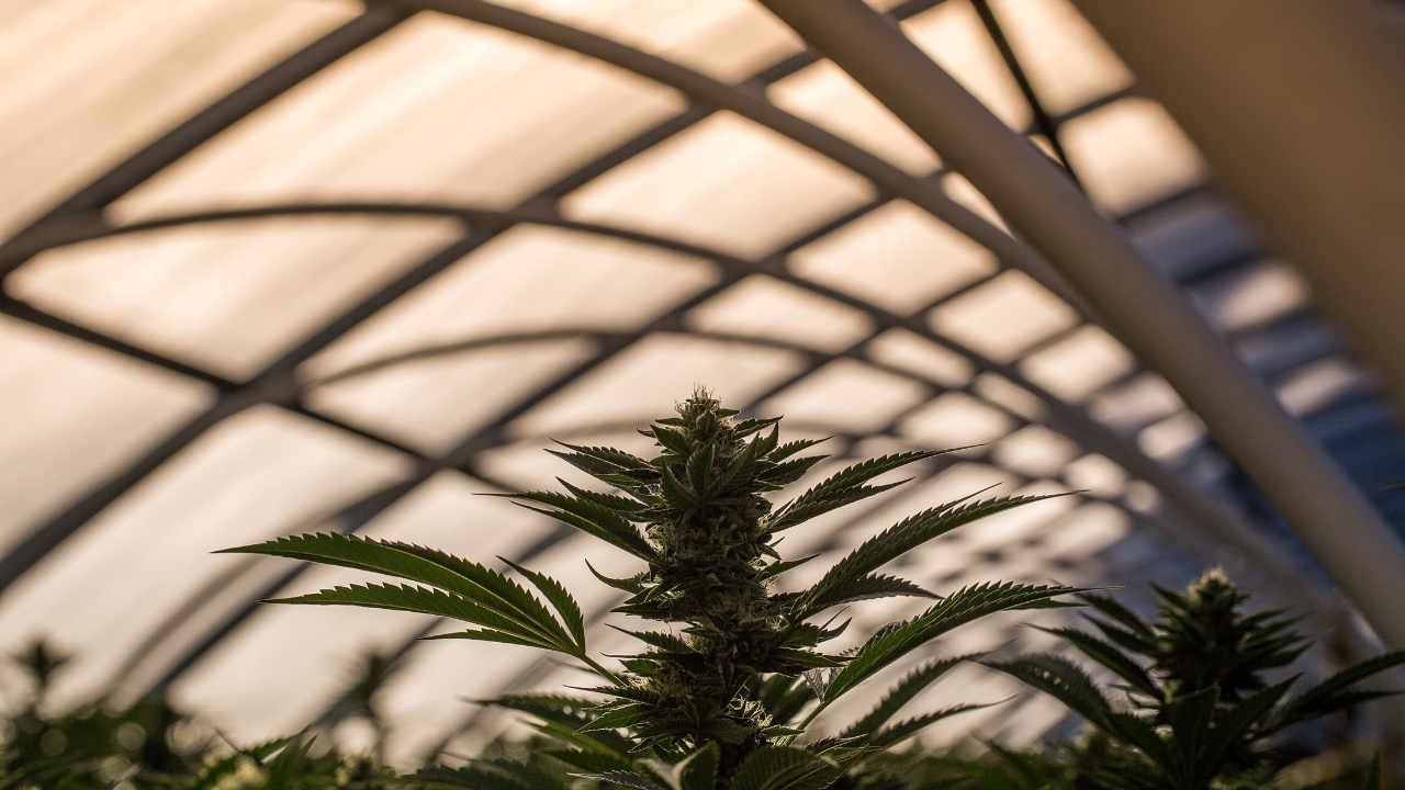 4 Best CBD Products for Acne of 2021