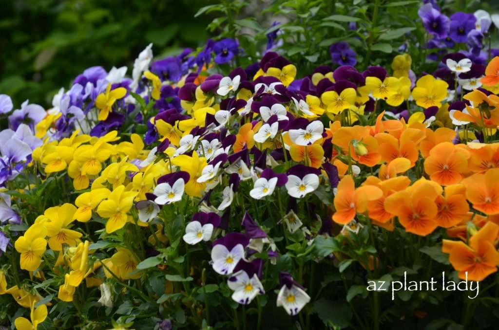 Violas