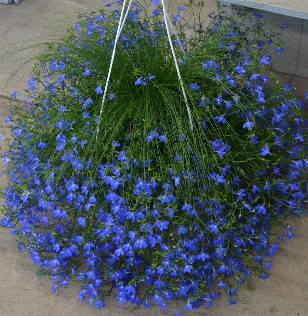 Lobelia container