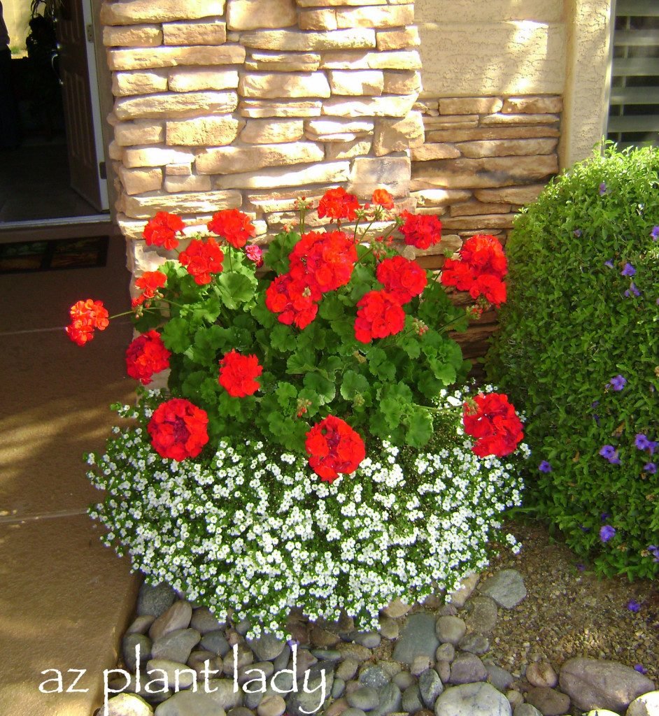 geraniums and bacopa