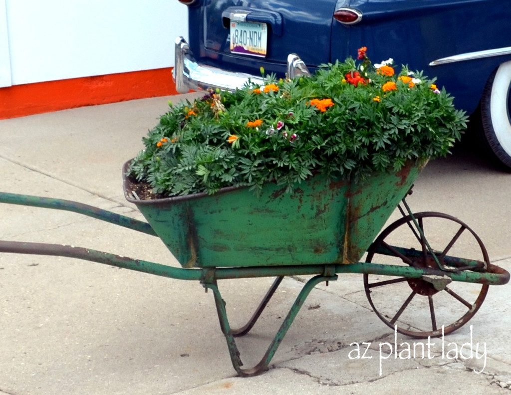 Wheelbarrow Marigolds