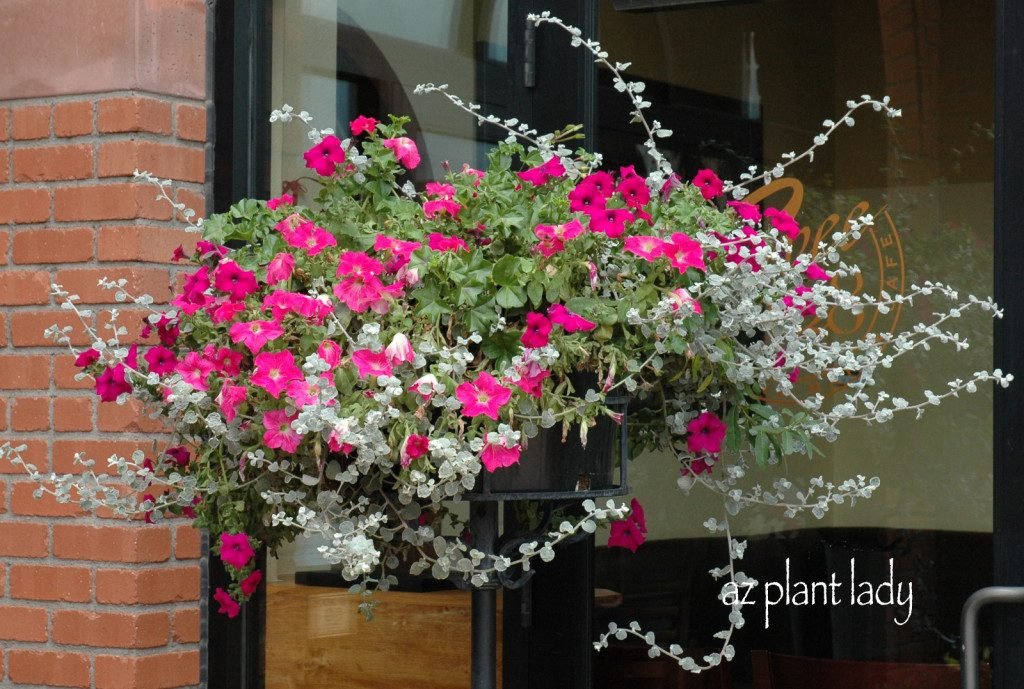 Pink Petunia hanging basket