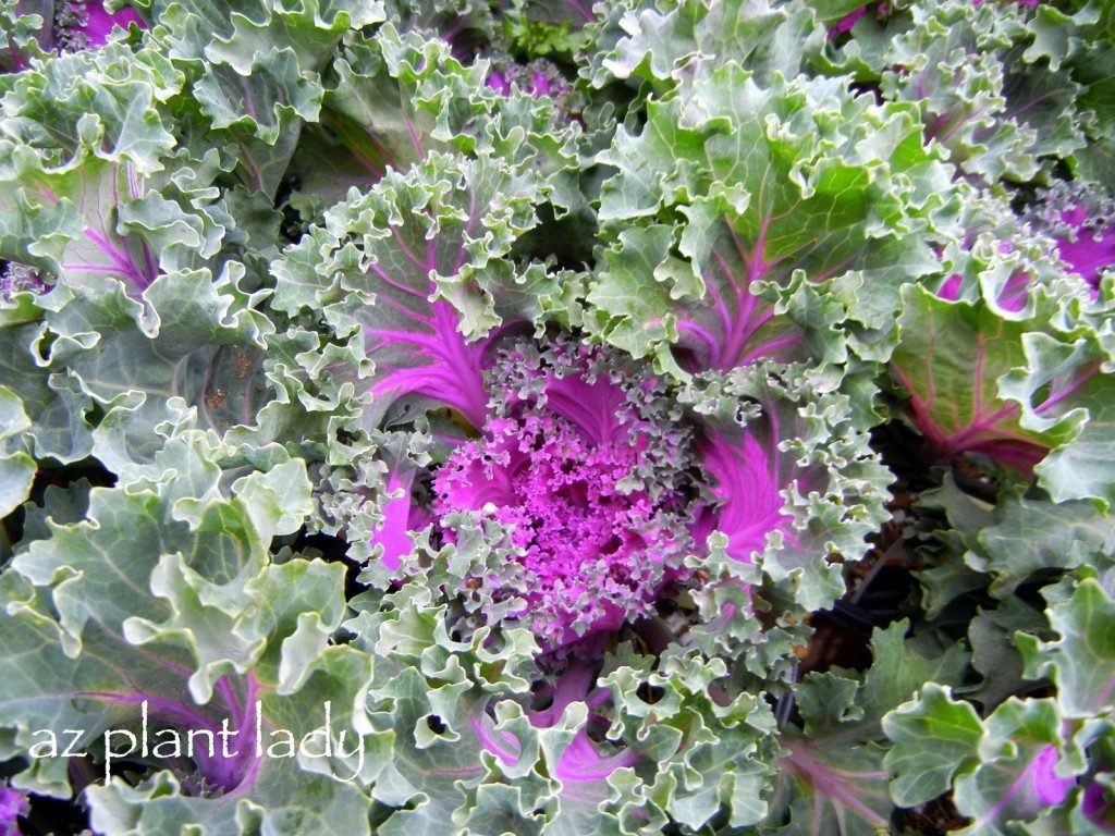 Ornamental Kale