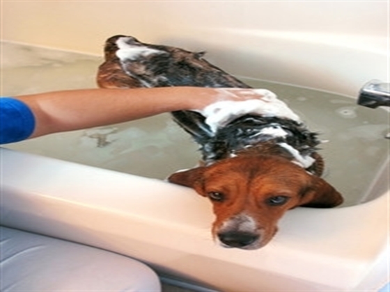 Living with Dachshund , Sausage Dogs video _Best of Dachshund puppies Dog Instagram Compilation 2021