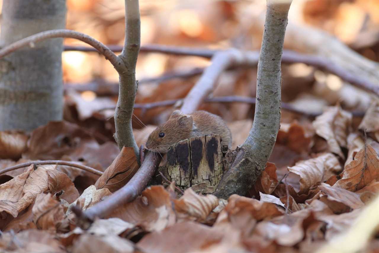 close up of small rodent on top of fallen leaves