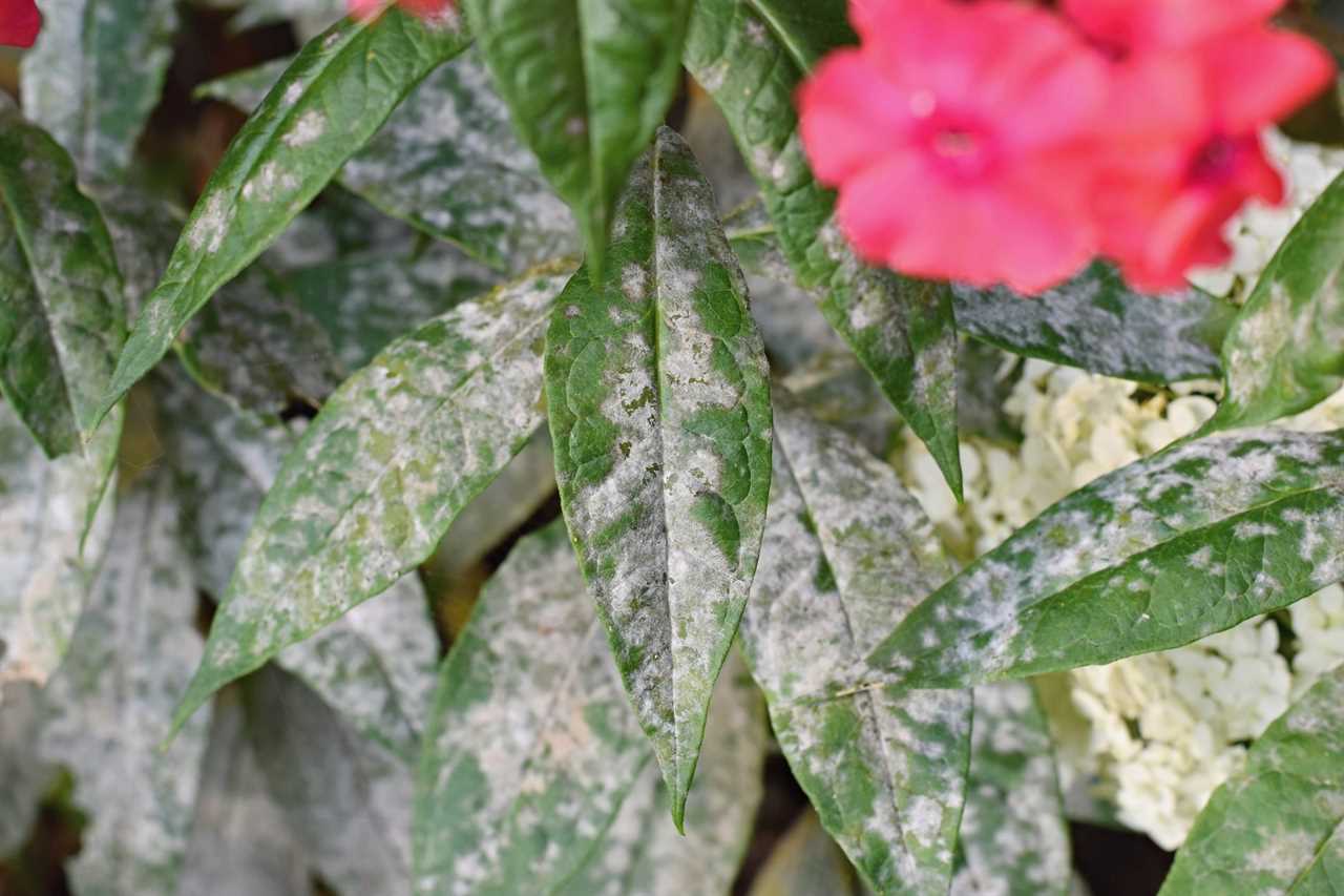 Detail of powdery mildew, plant disease