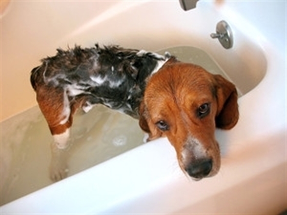 9 Quick Ways to Relieve your Beagle's Boredom at Home