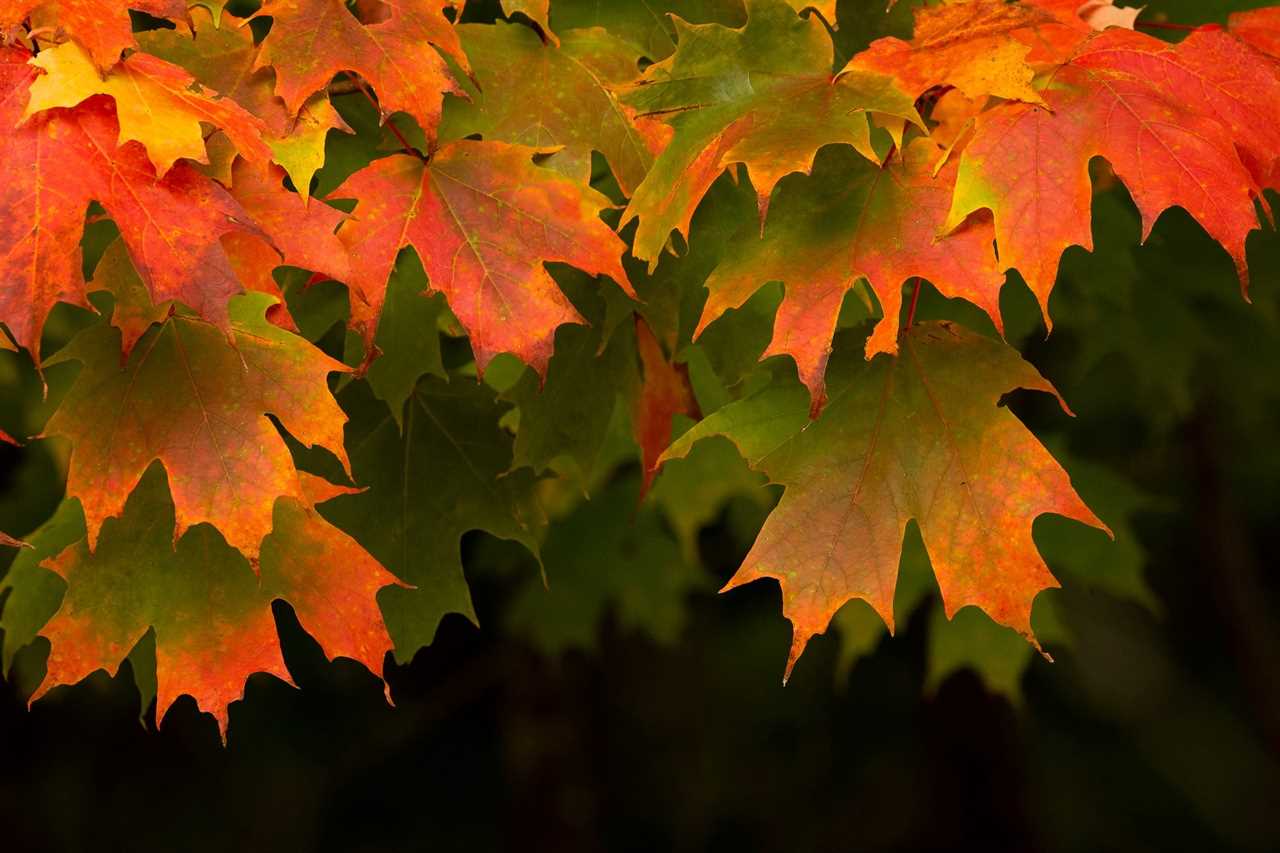 Sugar Maples Leaves Draped