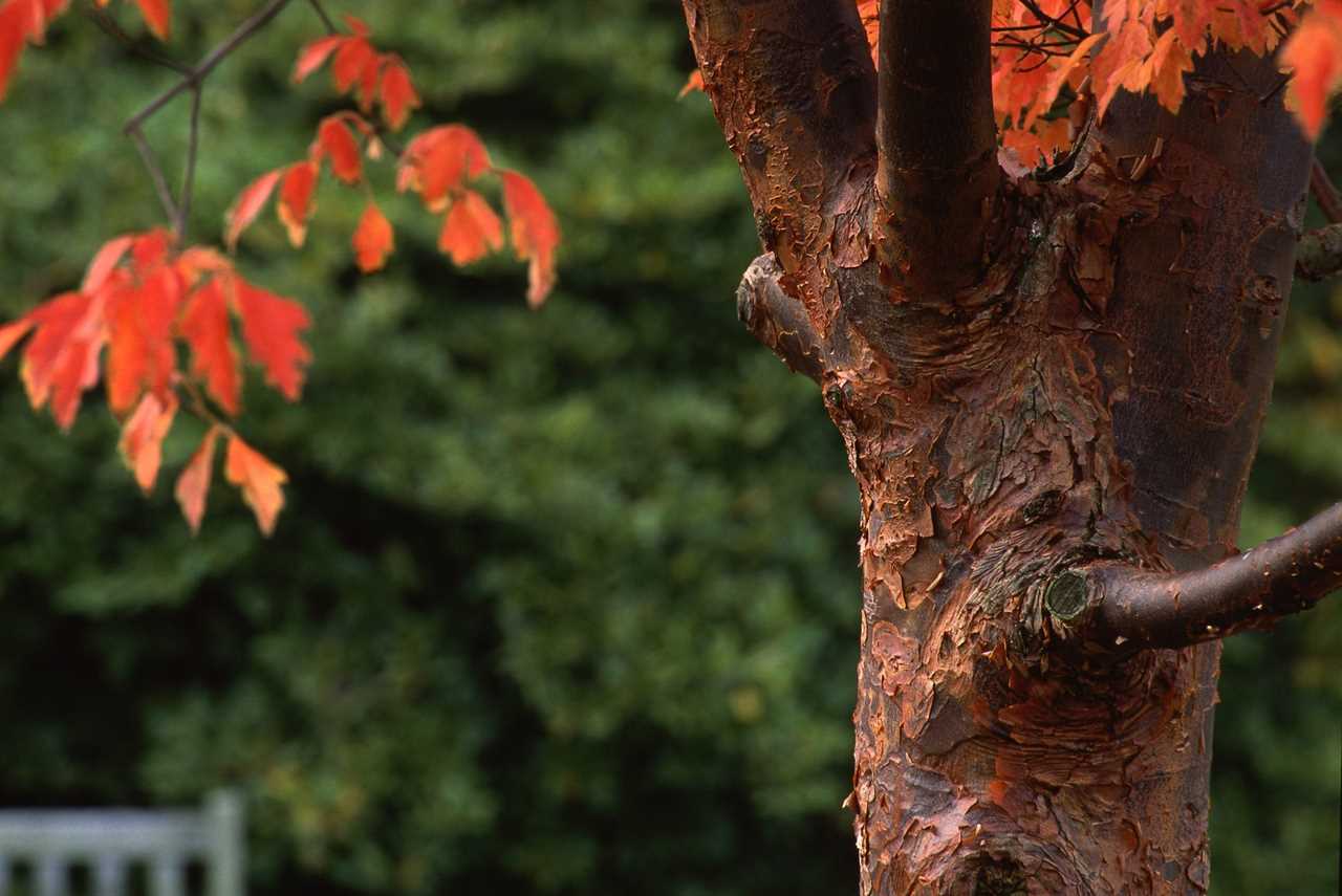 Paperbark maple tree in the fall