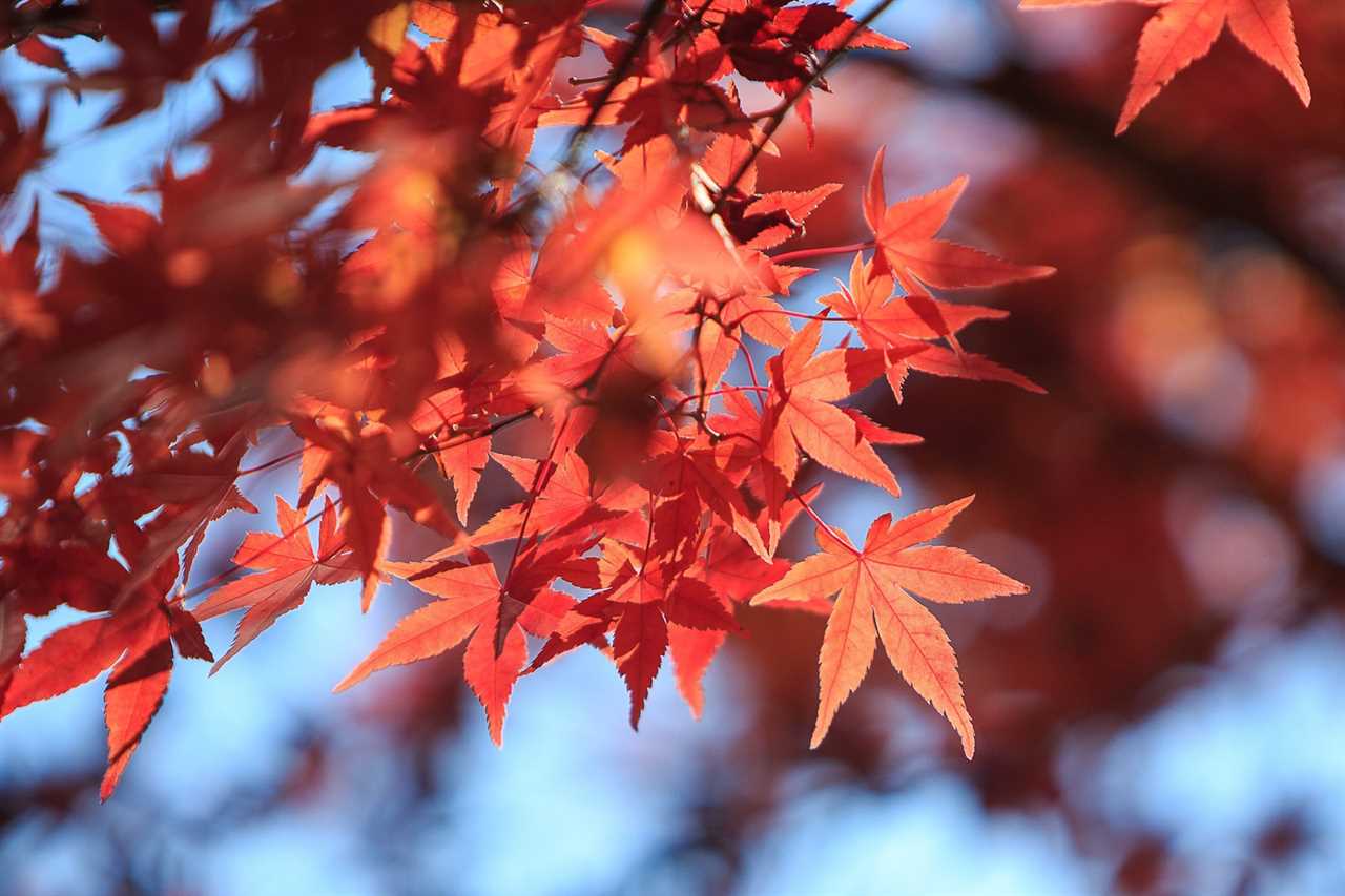 Red maple leaf