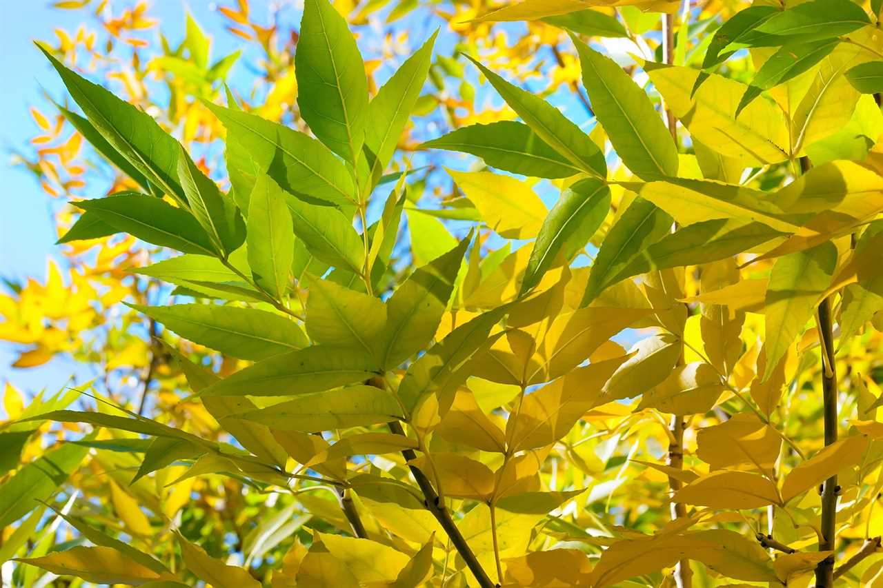 Acer negúndo maple tree