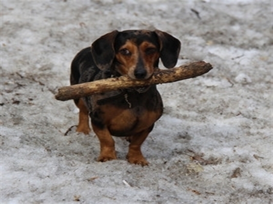 Dachshund wonderful Day at the Beach_ Miniature, Puppies Sausage Dogs Video Day Out. IG Compilation