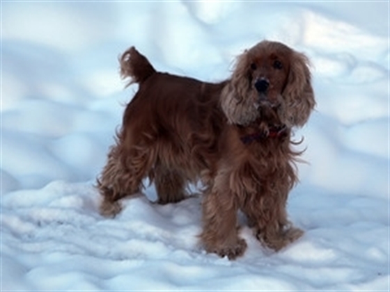 Goldendoodle Puppy