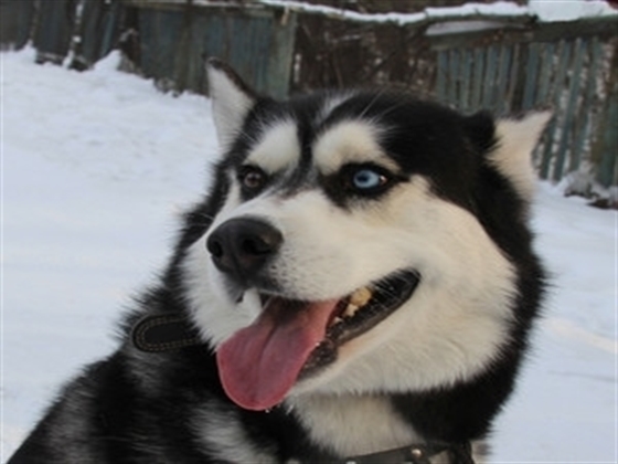 Dog Left Behind in Doghouse Finds a Mom Who Loves Him | The Dodo