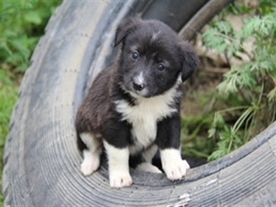 11 newborn puppies were abandoned at the sewer, they almost fell into it on a rainy night