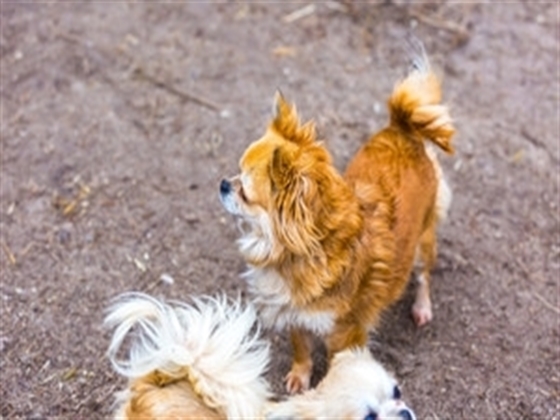 Chihuahua gets rescued by turkey and chicken sanctuary. Then things get interesting.