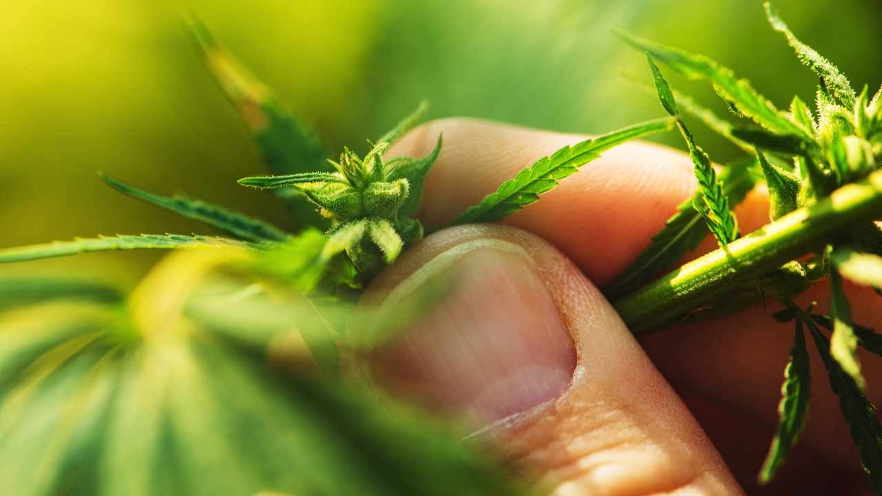 Is it legal to buy CBD Oil products? Here's what is in them and all you need to know
