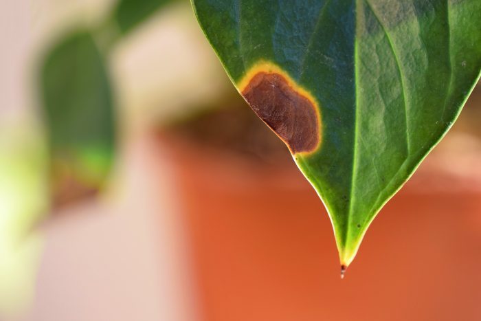 brown tips on leaves, houseplant problems