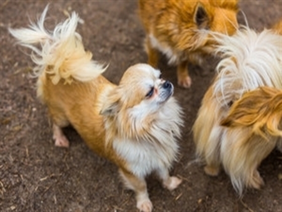 Biden gave his critics 'lots of ammunition': Karl Rove