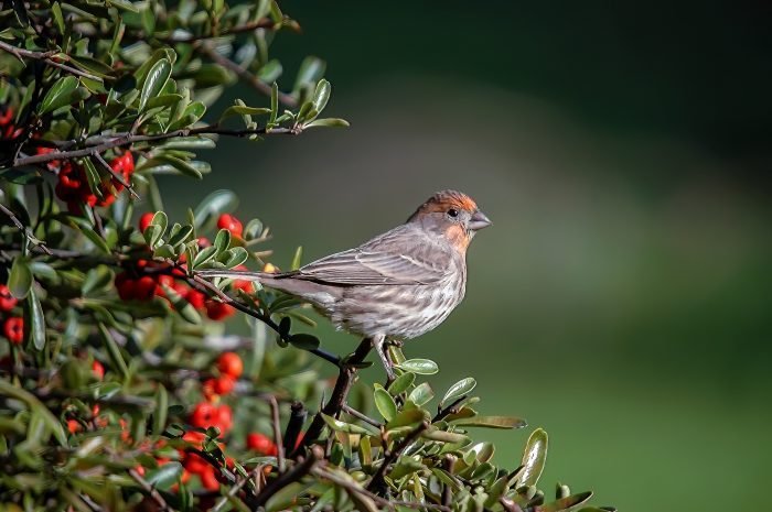 Young house finch bird perching on firethorn bush