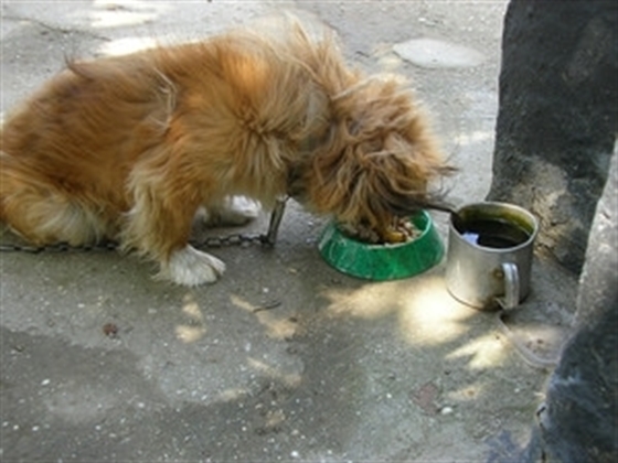 Cattle Dogs Try Wobble Wag & Babble Ball Toys
