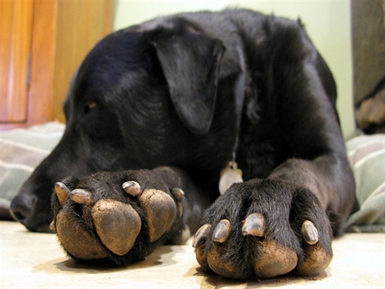 MALTIPOO Puppy the expensive Puppy in Russia @The Journey of TownGirl