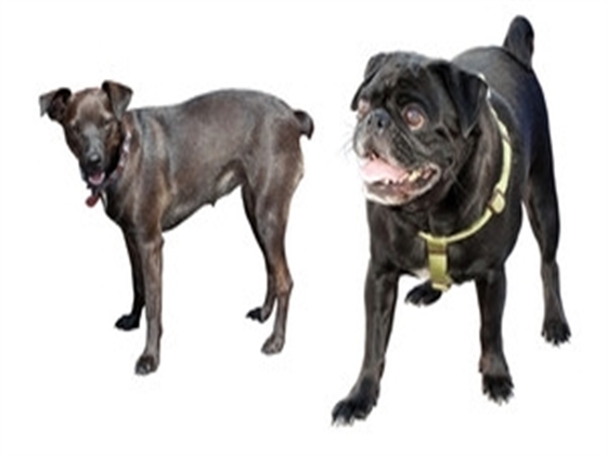 Friendly Cavapoo Puppies