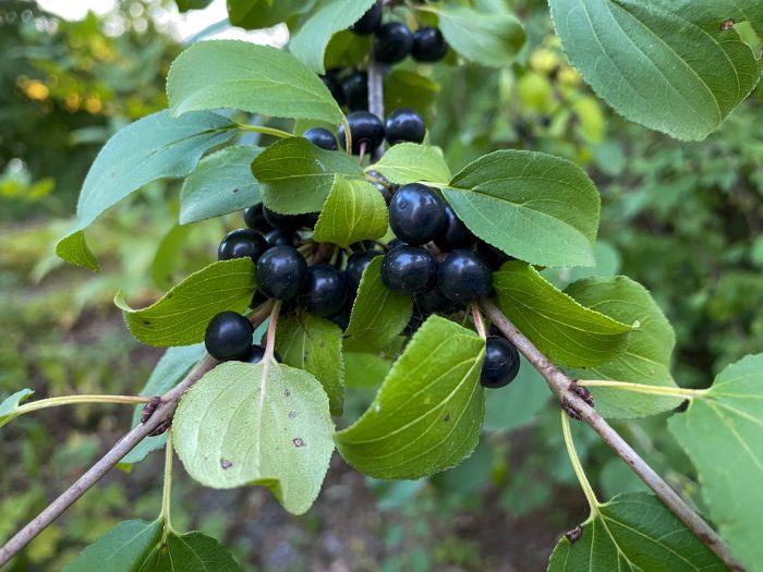 Buckthorn, invasive plants