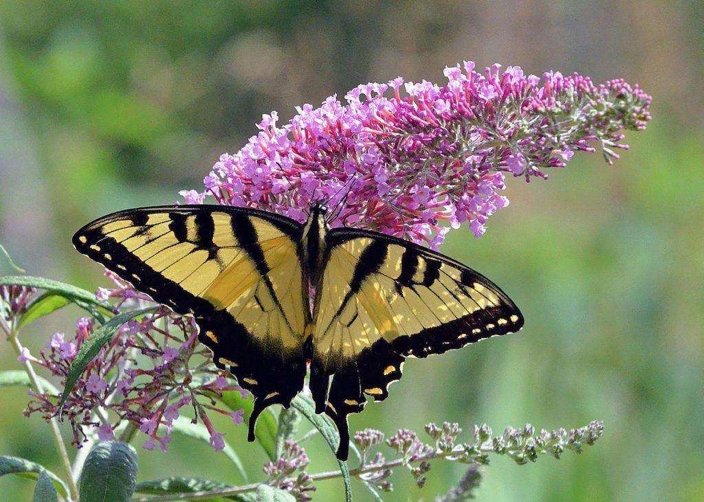 butterfly bush