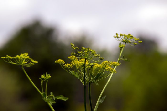 Wild Parsnip - Pastinaca sativa