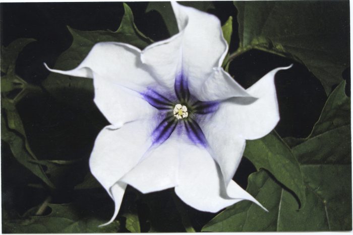 Datura