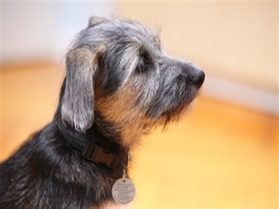 Adorable Mini Dachshund Puppies