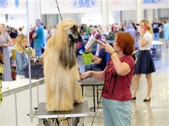 Our Silent Dog starts talking to Robot