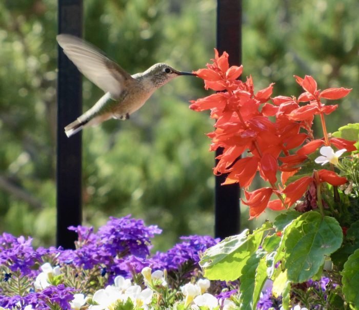 when to put out hummingbird feeders