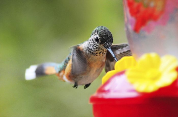 when do hummingbirds come back